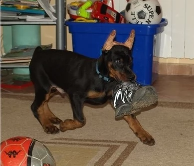 cuccioli di dobermann | Foto 1