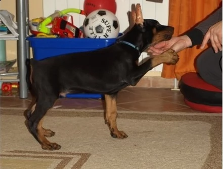 cuccioli di dobermann | Foto 0