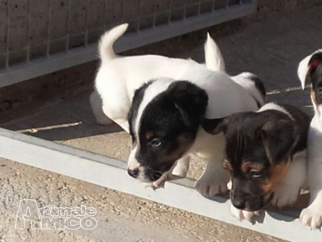 Vendita Cucciolo Jack Russel Da Privato A Macerata Jack Russell Cuccioli
