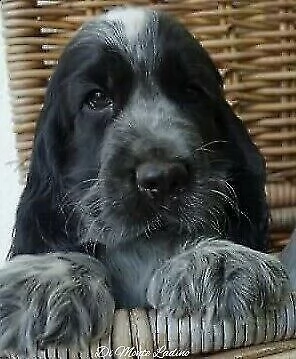 meravigliosi cuccioli di cocker spaniel