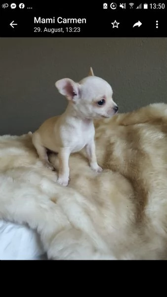 cuccioli chihuahua pelo lungo maschi e femmine  | Foto 8