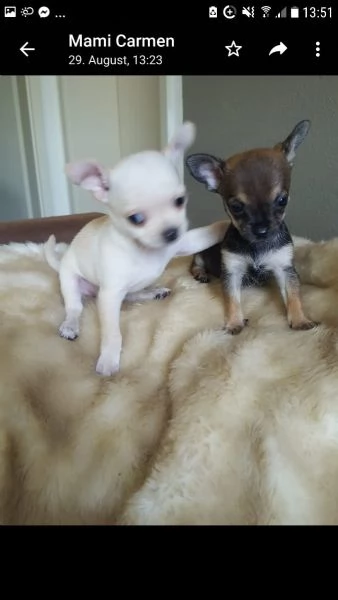 cuccioli chihuahua pelo lungo maschi e femmine  | Foto 5