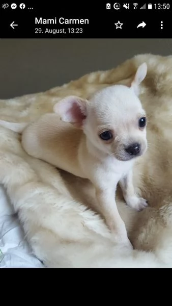 cuccioli chihuahua pelo lungo maschi e femmine 