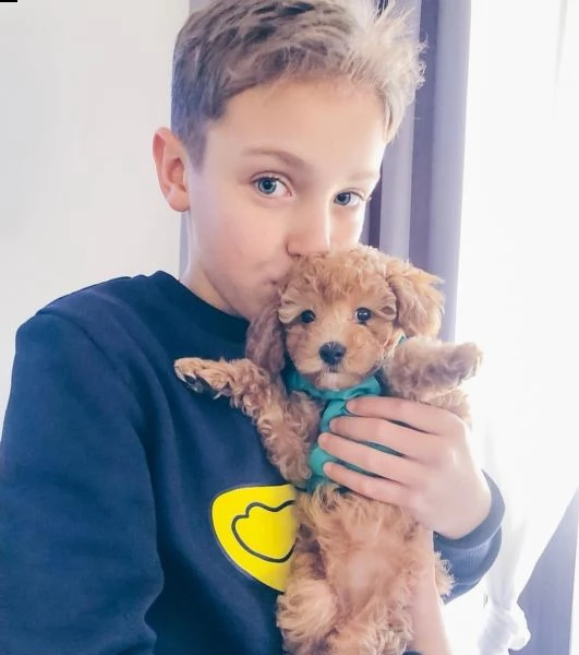 disponibili bellissimi cuccioli di barboncino nano e toy | Foto 1