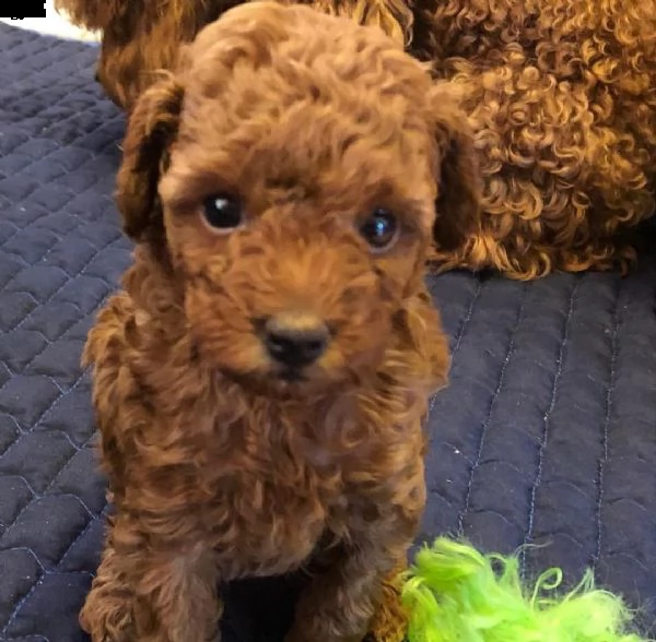 disponibili bellissimi cuccioli di barboncino nano e toy | Foto 0