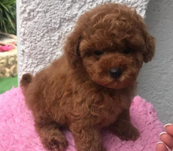 disponibili bellissimi cuccioli di barboncino nano e toy