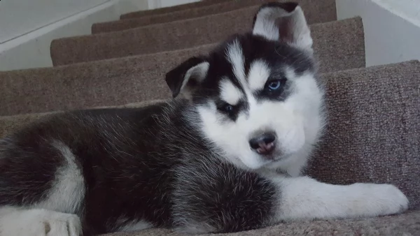 disponibili cuccioli di siberian husky con occhi azzurri | Foto 0