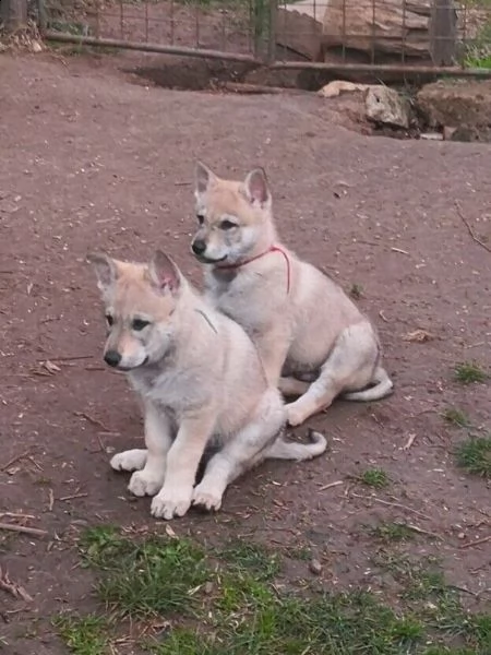  splendida prima cucciolata di cani lupi cecoslovacchi 