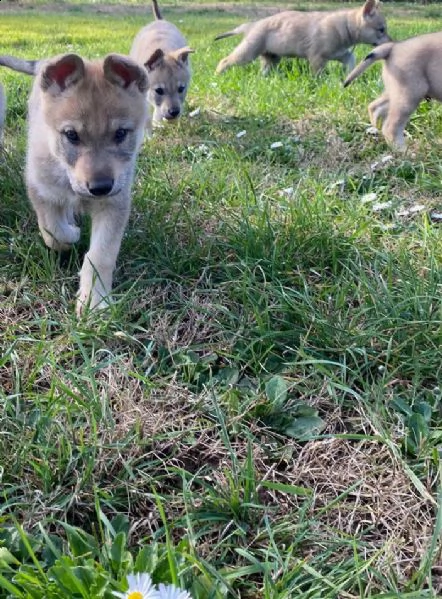  splendida prima cucciolata di cani lupi cecoslovacchi  | Foto 0