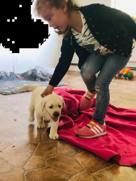 bellissimi cuccioli di labrador 4 maschi e 1 femmina  | Foto 3