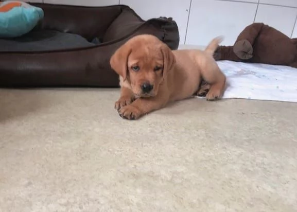 bellissimi cuccioli di labrador 4 maschi e 1 femmina  | Foto 2
