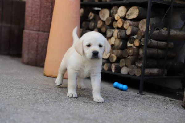 bellissimi cuccioli di labrador 4 maschi e 1 femmina  | Foto 1