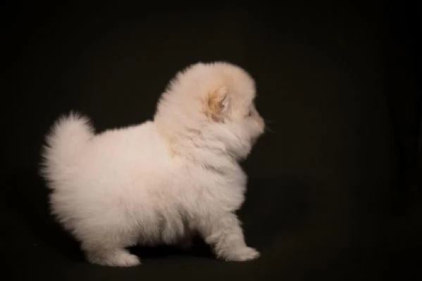 cuccioli volpino mini pomeranian 4 regalo di san valentino disponibile | Foto 0