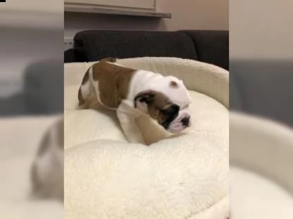 adorabili cuccioli di bulldog inglese maschio e femmina disponibili