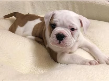 adorabili cuccioli di bulldog inglese maschio e femmina disponibili | Foto 0