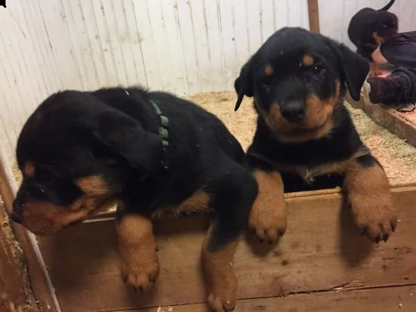 cucciolata di rottweiler maschio e emmina di 3 mesi