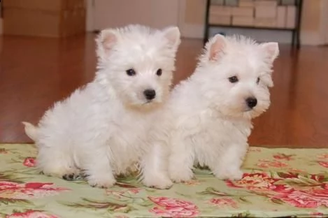 west highland white terrier cuccioli