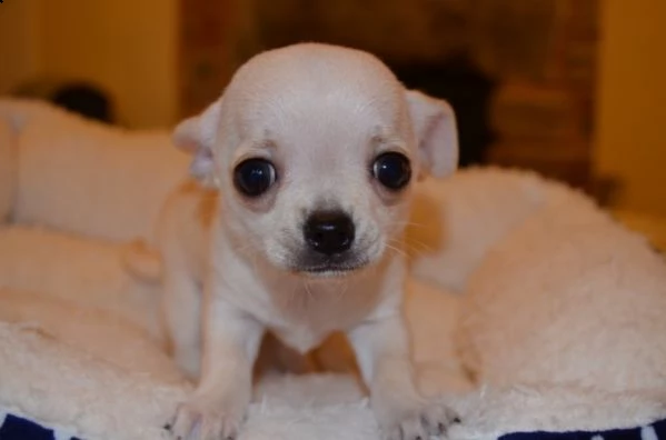 ccuccioli di maschio e femmina chihuahua toy | Foto 2