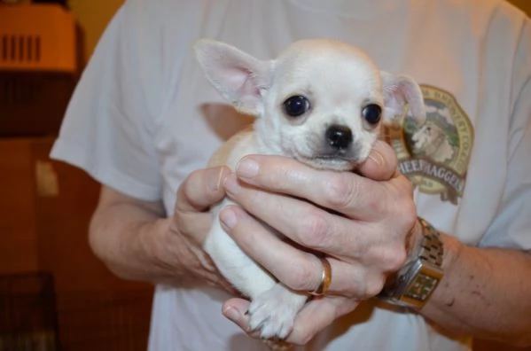 ccuccioli di maschio e femmina chihuahua toy | Foto 0