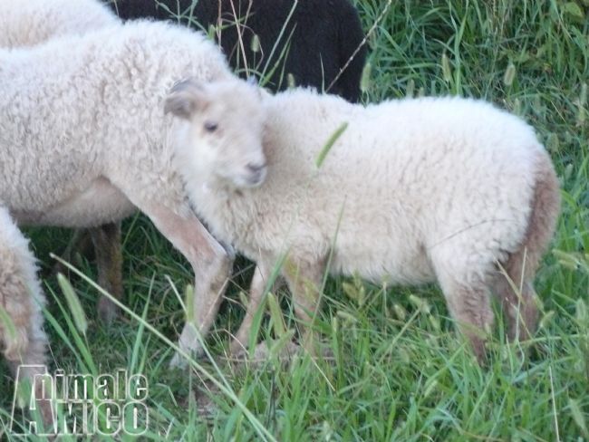 Vendita Animali Da Cortile Friuli Venezia Giulia