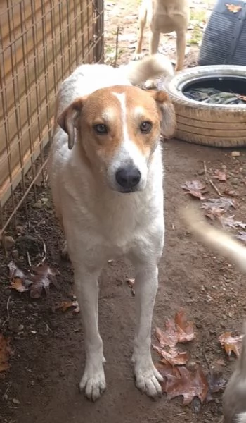 Betty dolce meticcia di 4 anni | Foto 1