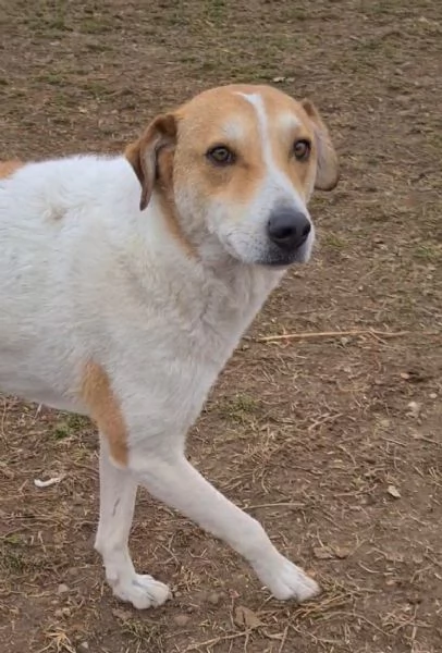 Betty dolce meticcia di 4 anni | Foto 0