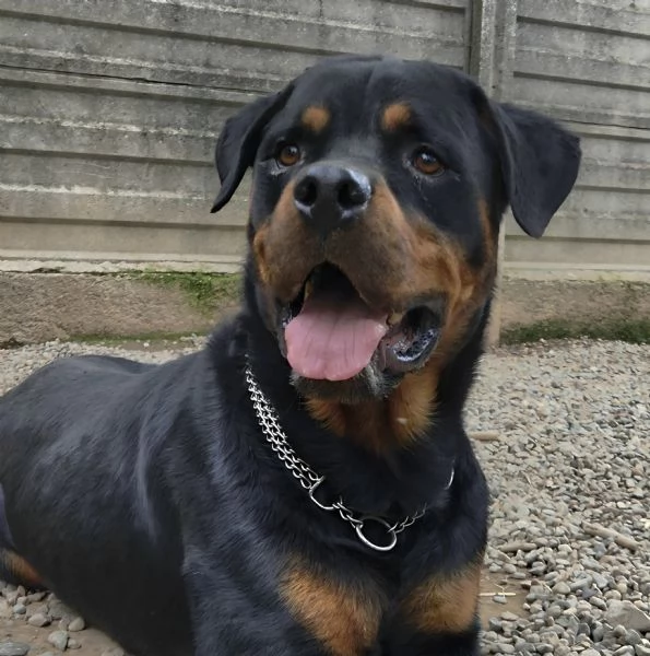 Koby rottwailer di 4 anni | Foto 2