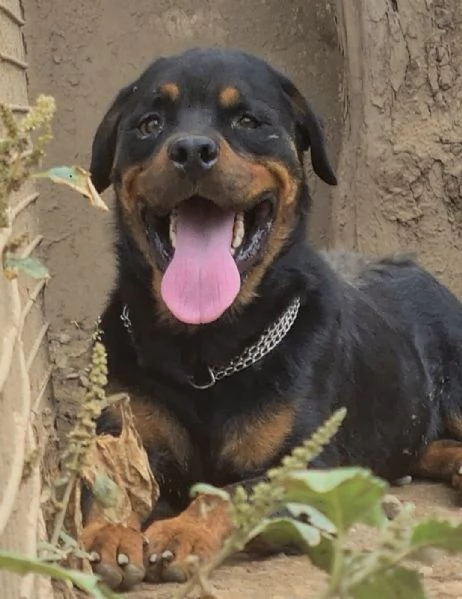 Koby rottwailer di 4 anni | Foto 1