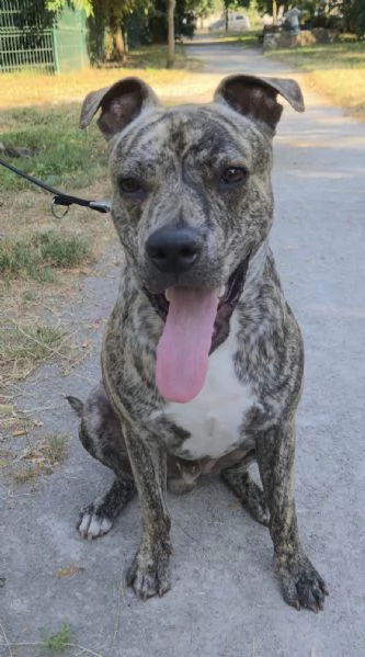 Aron Amstaff di 11 mesi | Foto 3