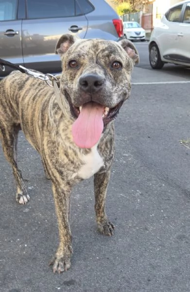 Aron Amstaff di 11 mesi