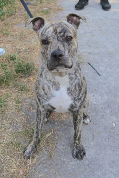 Aron Amstaff di 11 mesi | Foto 2