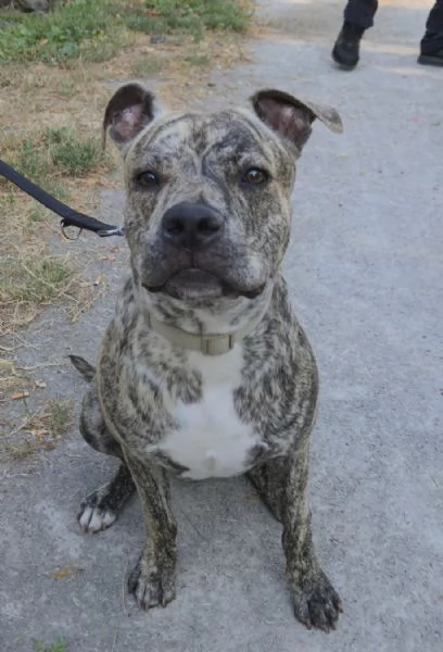 Aron Amstaff di 11 mesi | Foto 1