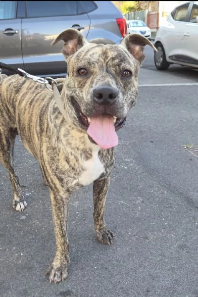 Aron Amstaff di 11 mesi | Foto 0