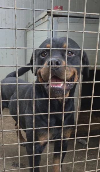 Thor rottwailer di 3 anni | Foto 2