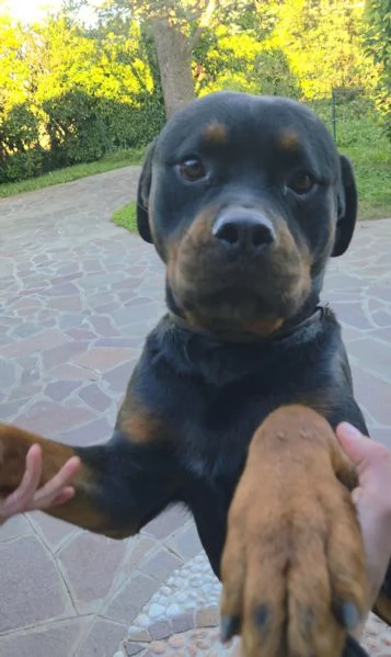 Thor rottwailer di 3 anni | Foto 1