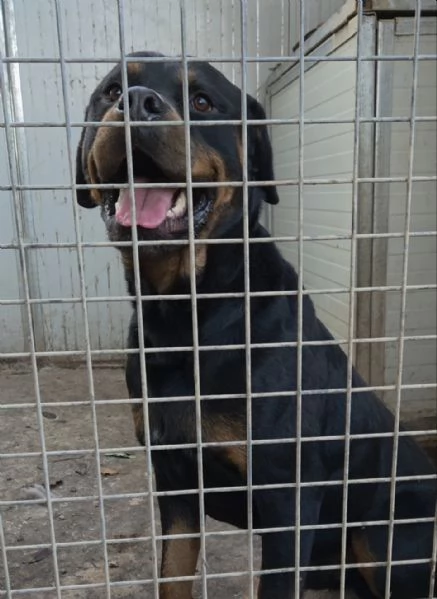Thor rottwailer di 3 anni | Foto 0