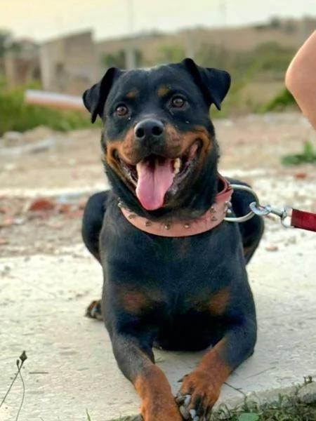 Backy rottwailer di 2 anni circa | Foto 2