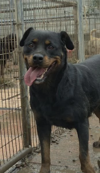 Backy rottwailer di 2 anni circa | Foto 1