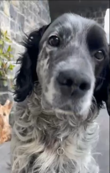 Zeus Setter inglese | Foto 2