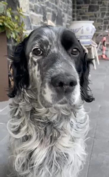 Zeus Setter inglese | Foto 1