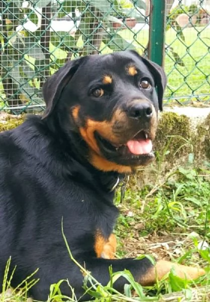 Uma rottweiler di 3 anni | Foto 3