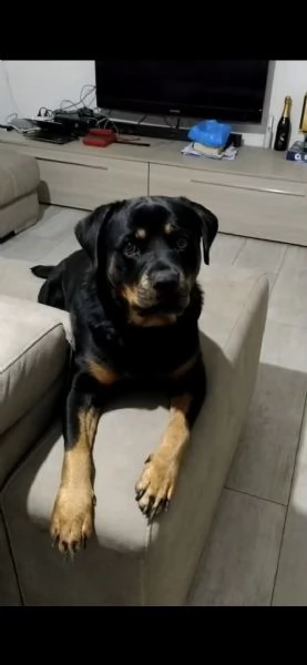 Uma rottweiler di 3 anni | Foto 2