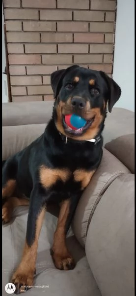 Uma rottweiler di 3 anni | Foto 1