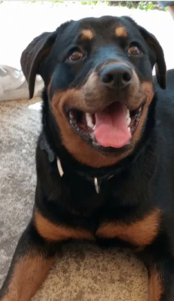 Uma rottweiler di 3 anni | Foto 0