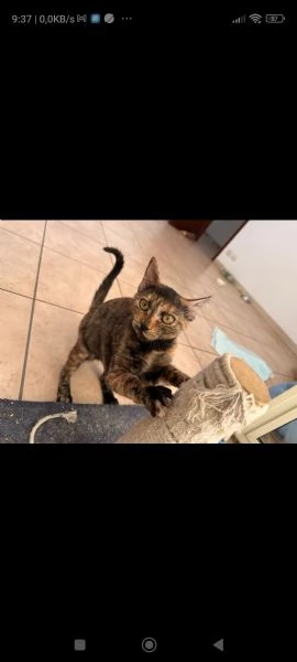 Gattina bellissima