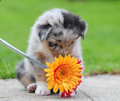 cuccioli australian shepherd | Foto 1