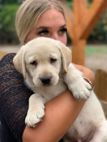  labradore retriever cuccioli con pedigre | Foto 4