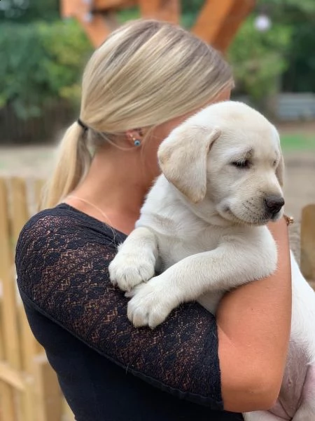  labradore retriever cuccioli con pedigre | Foto 3