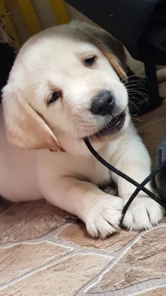  labradore retriever cuccioli con pedigre | Foto 2