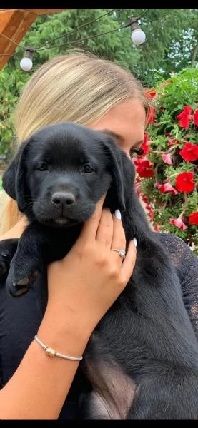  labradore retriever cuccioli con pedigre | Foto 0